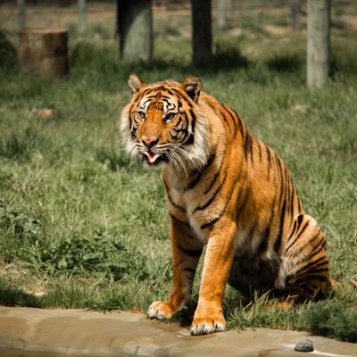 Wildlife